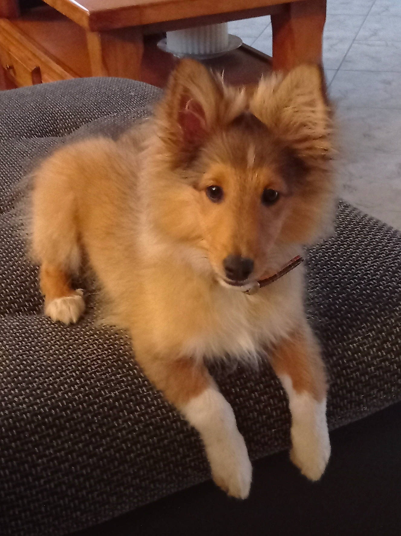 Sango participe au concours pour gagner de l'argent avec cette photo : carnivore, companion_dog, dog, dog_breed, fawn, flooring, fur, german_spitz_klein, german_spitz_mittel, hardwood, herding_dog, snout, spitz, sporting_group, tail, terrestrial_animal, toy_dog, whiskers, wood, working_animal