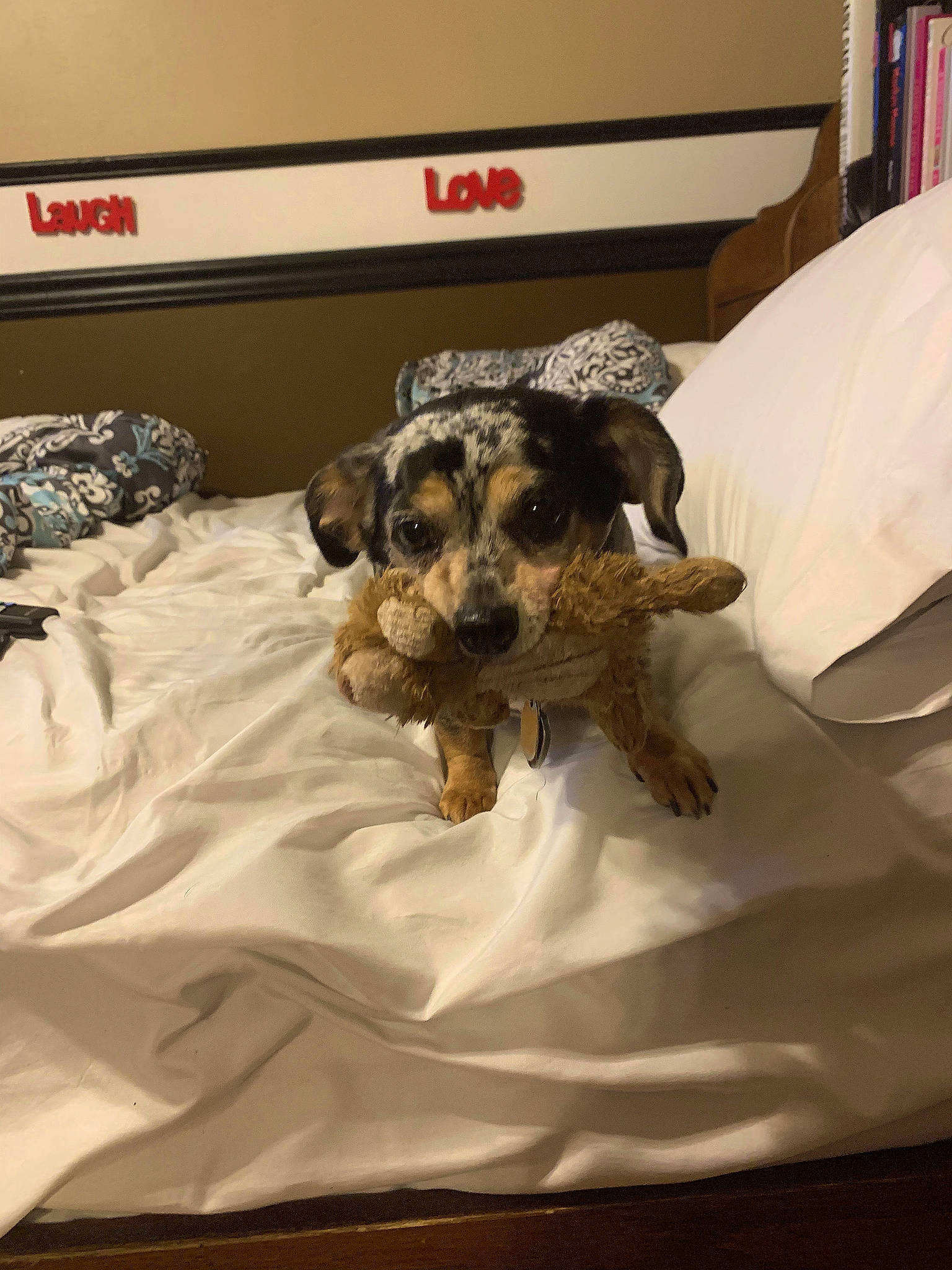 Betsey is registered to the contest to win money with this photo: carnivore, comfort, companion_dog, dog, dog_breed, dog_clothes, dog_supply, duvet, fawn, felidae, flooring, fur, linens, sleeve, snout, sporting_group, terrier, textile, toy_dog, working_animal