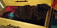 Canallou participe au concours pour gagner de l'argent avec cette photo : animal, black_cat, cat, clothes, cozy, dark_fur, domestic, drawer, fabric, fluffy, furniture, hidden, household, indoor, pet, quiet, relaxed, resting, sleeping_cat, wooden_drawer