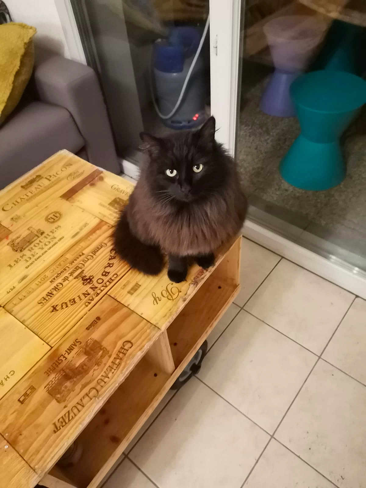 Canallou participe au concours pour gagner de l'argent avec cette photo : cat, black_cat, fluffy, wooden_table, furniture, indoor, tile_floor, window, glass_door, reflection, couch, pillow, stool, pet, animal, domestic, cozy, looking_up, sitting, eyes