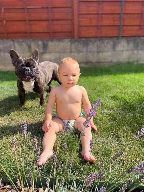 Aaron a rejoint le concours — aidez-le/la à gagner de superbes lots ! baby, carnivore, companion_dog, dog, fawn, fence, garden, grass, grass_family, grassland, groundcover, human_leg, lawn, leg, meadow, people_in_nature, person, plant, shorts, thigh