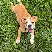Tator Tot is registered to the contest to win money with this photo: dog, puppy, bulldog, grass, outdoor, leash, playful, smiling, pet, animal, cute, greenery, young, canine, happy, tongue_out, summer, nature, fun, friendly
