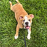 dog, puppy, bulldog, grass, outdoor, leash, playful, smiling, pet, animal, cute, greenery, young, canine, happy, tongue_out, summer, nature, fun, friendly