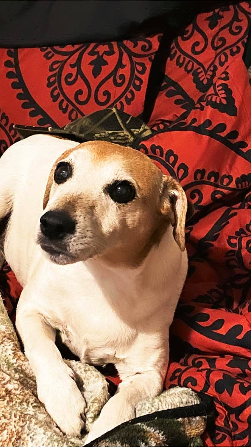 Cuddles is registered to the contest to win money with this photo: ancient_dog_breeds, canidae, carnivore, companion_dog, dog, dog_breed, dog_supply, fawn, font, fur, linens, non_sporting_group, pattern, paw, pet_supply, photo_caption, sleeve, snout, whiskers, working_animal