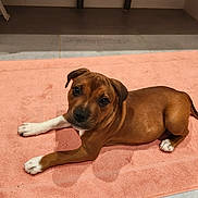 Ace a rejoint le concours — aidez-le/la à gagner de superbes lots ! puppy, dog, brown_coat, white_paws, towel, pink_towel, indoor, floor, tile_floor, cute, pet, animal, laying_down, looking_at_camera, young_dog, small_dog, companion, domestic_animal, adorable, curious