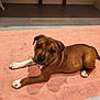puppy, dog, brown_coat, white_paws, towel, pink_towel, indoor, floor, tile_floor, cute, pet, animal, laying_down, looking_at_camera, young_dog, small_dog, companion, domestic_animal, adorable, curious