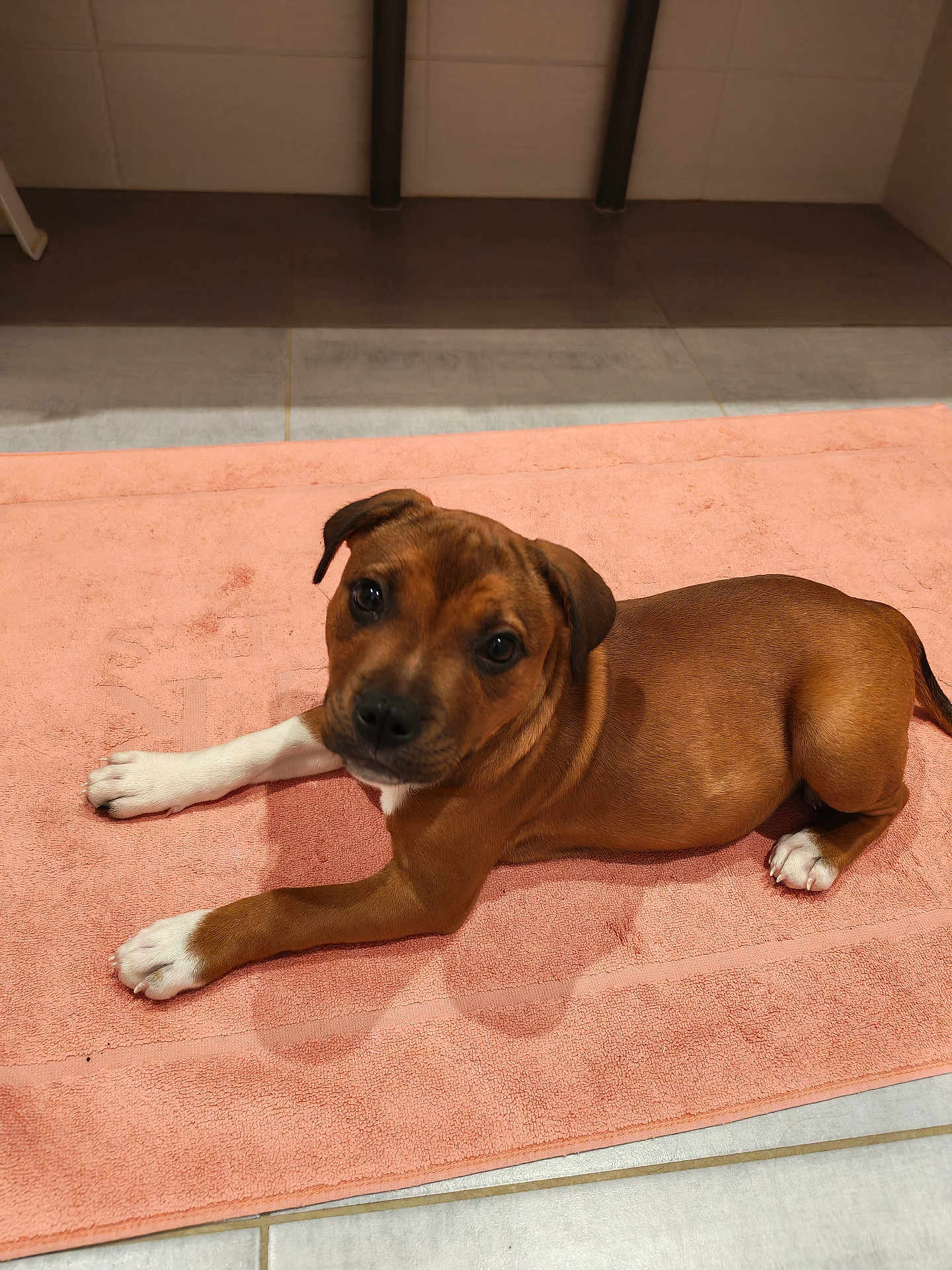 Ace a rejoint le concours — aidez-le/la à gagner de superbes lots ! puppy, dog, brown_coat, white_paws, towel, pink_towel, indoor, floor, tile_floor, cute, pet, animal, laying_down, looking_at_camera, young_dog, small_dog, companion, domestic_animal, adorable, curious