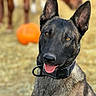 Riddle joined the competition — help win amazing prizes! dog, belgian_malinois, canine, pet, animal, portrait, sitting, head_tilt, pointed_ears, open_mouth, panting, tongue, brown_coat, black_mask, collar, outdoor, backyard, orange_ball, shallow_depth_of_field, close_up