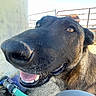 dog, close_up, black_dog, brown_dog, happy, smiling, tongue, teeth, snout, nose, eyes, fur, outdoor, sunlight, hose, garden, fence, ground, portrait, funny
