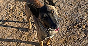 Riddle joined the competition — help win amazing prizes! dog, canine, belgian_malinois, pointy_ears, black_and_brown, collar, spiked_collar, open_mouth, panting, happy, alert, outdoor, sunlight, long_shadows, dirt, gravel, ground, standing, portrait, animal