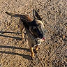 dog, canine, belgian_malinois, pointy_ears, black_and_brown, collar, spiked_collar, open_mouth, panting, happy, alert, outdoor, sunlight, long_shadows, dirt, gravel, ground, standing, portrait, animal