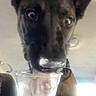 Riddle is registered to the contest to win money with this photo: dog, puppy, black_and_tan, short_hair, pointed_ears, brown_eyes, snout, nose, curious, close_up, portrait, car, vehicle_interior, plastic_cup, hand, drinking, seated, indoor, pet, funny