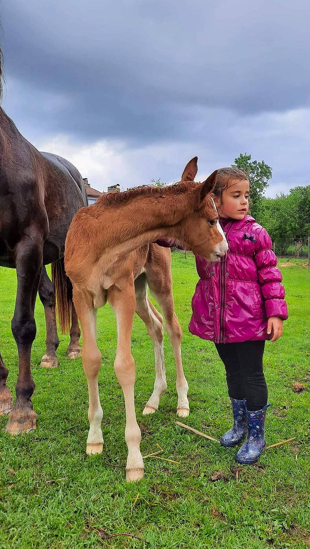 Gaëlle a rejoint le concours — aidez-le/la à gagner de superbes lots ! cloud, gesture, grass, grassland, grazing, happy, horse, landscape, liver, livestock, mane, meadow, pack_animal, pasture, people_in_nature, person, sky, snout, terrestrial_animal, tree