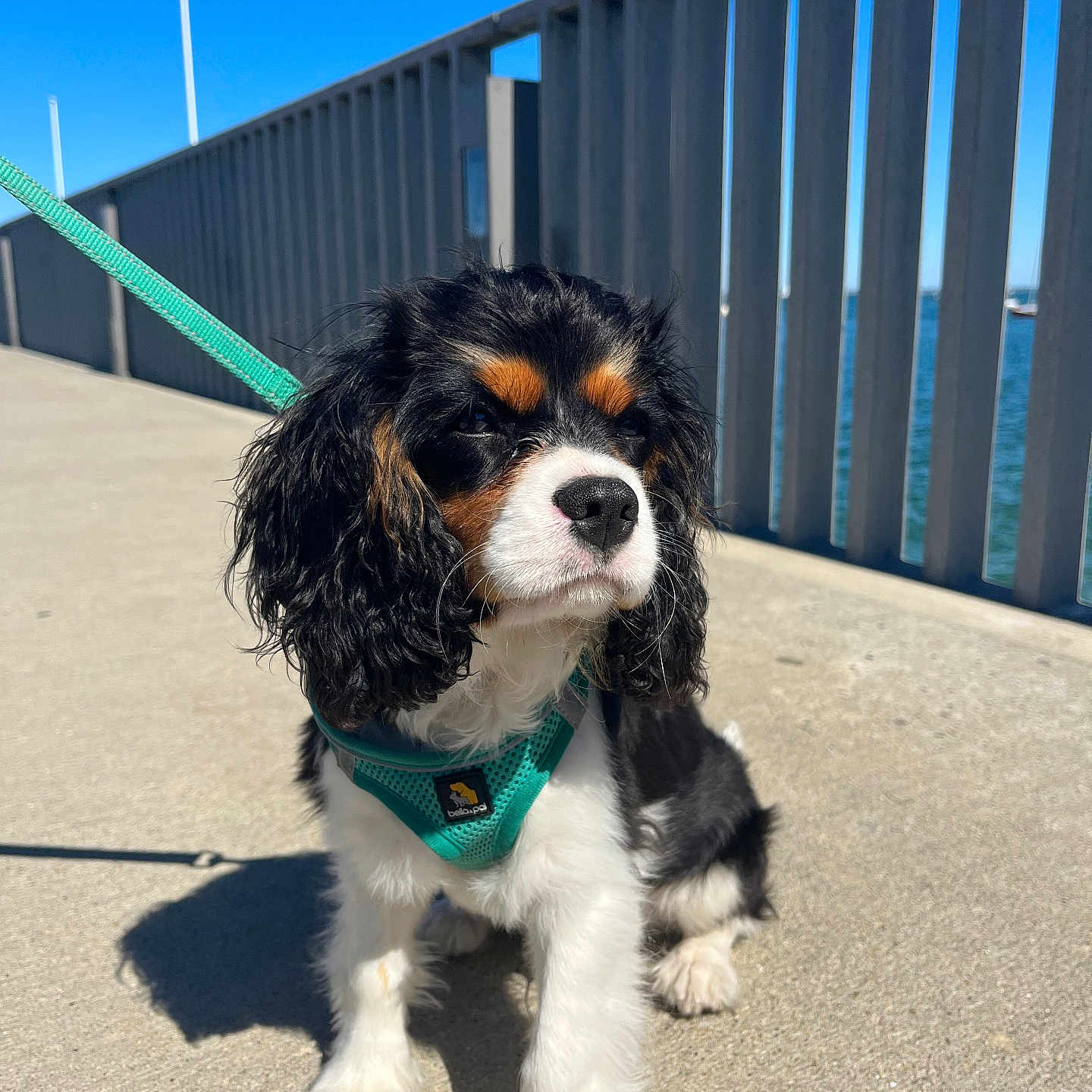 Vasko a rejoint le concours — aidez-le/la à gagner de superbes lots ! accessories, animal, architecture, building, canine, cockerspaniel, dog, fence, leash, outdoors, papillon, pet, puppy, shelter, strap, summer, sunglasses, terrier, water, waterfront