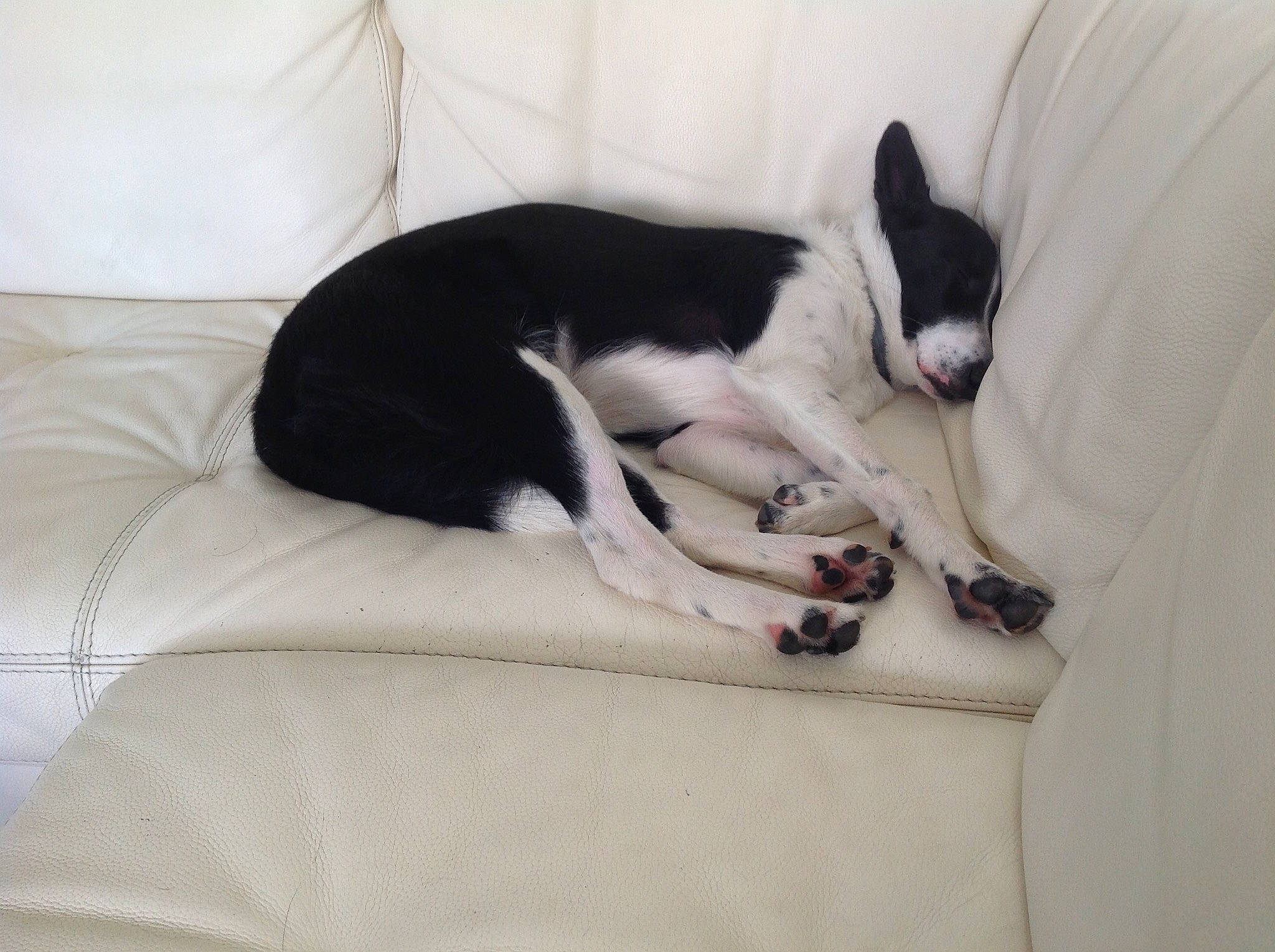 Ola participe au concours pour gagner de l'argent avec cette photo : border_collie, canidae, carnivore, cat, comfort, dog, dog_breed, mammal, nap, non_sporting_group, rat_terrier, sleep, sporting_group, tail, whiskers