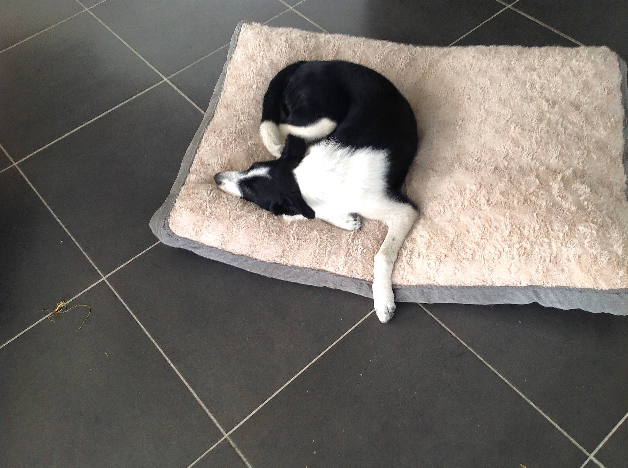 Ola participe au concours pour gagner de l'argent avec cette photo : black_cat, border_collie, canidae, carnivore, cat, dog_breed, felidae, floor, flooring, fur, kitten, small_to_medium_sized_cats, sporting_group, tail, whiskers