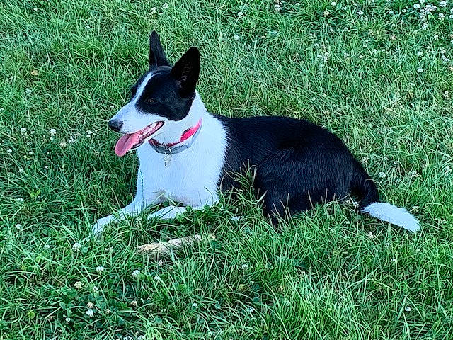 Ola a rejoint le concours — aidez-le/la à gagner de superbes lots ! border_collie, canidae, carnivore, dog, dog_breed, grass, karelian_bear_dog, mammal, mcnab, plant, russo_european_laika, teddy_roosevelt_terrier, vertebrate