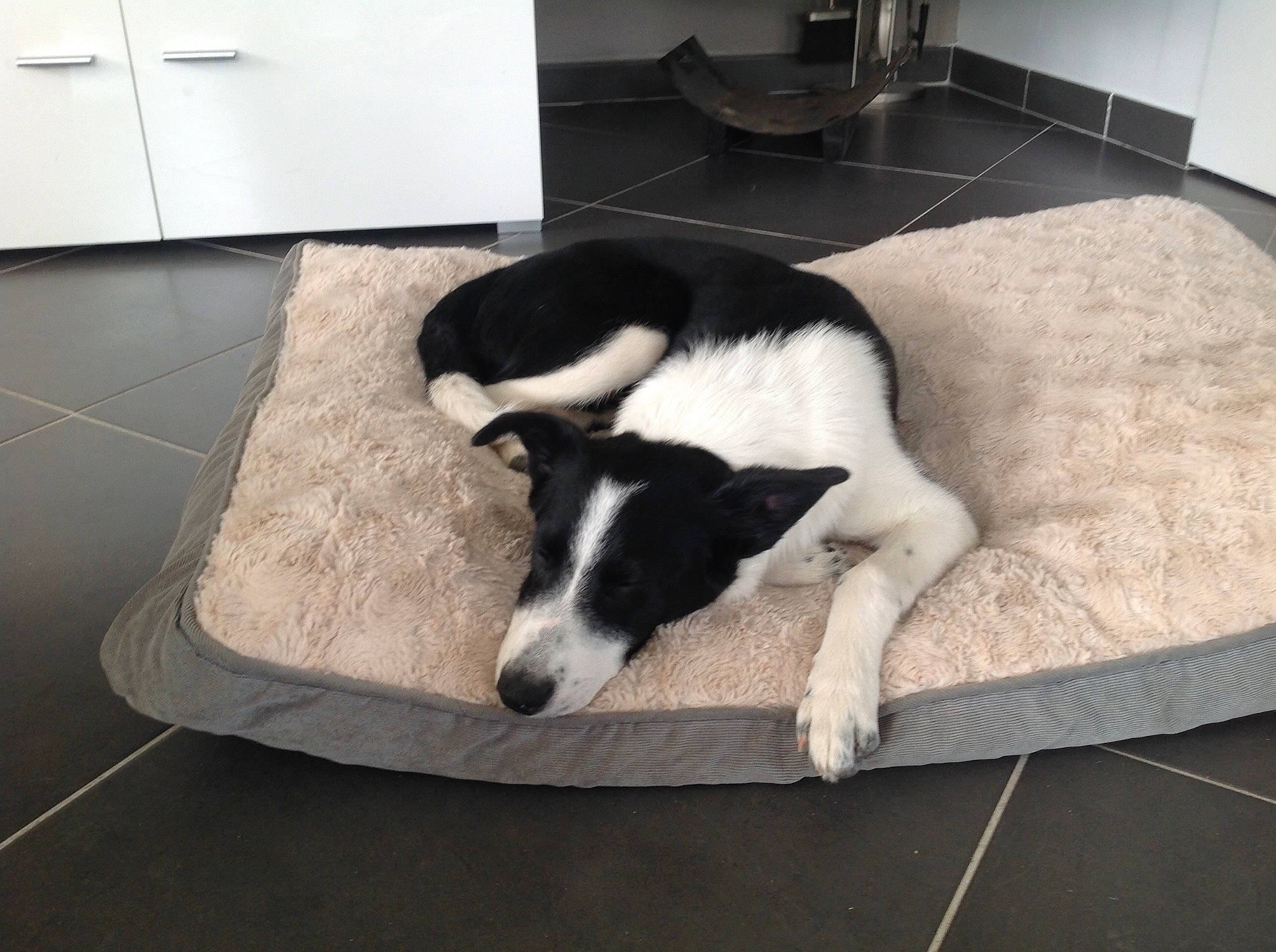 Ola a rejoint le concours — aidez-le/la à gagner de superbes lots ! canidae, carnivore, companion_dog, danish_swedish_farmdog, dog, dog_bed, dog_breed, floor, flooring, mammal, smooth_fox_terrier, sporting_group, tail