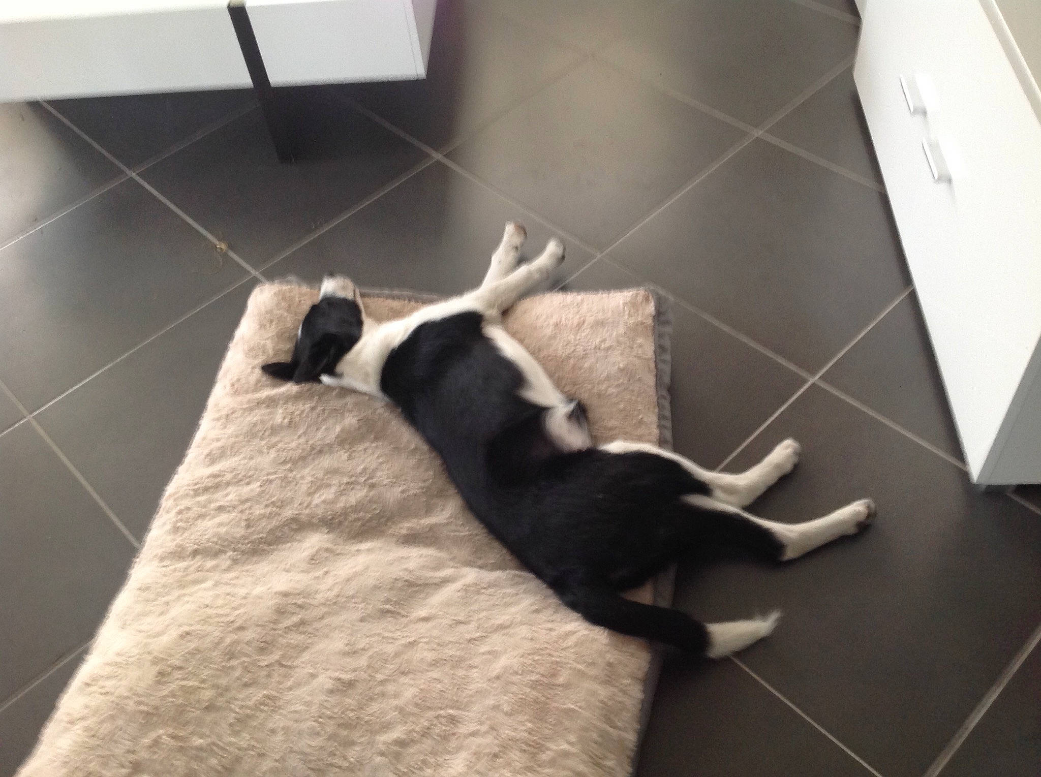 Ola participe au concours pour gagner de l'argent avec cette photo : boston_terrier, canidae, carnivore, dog, dog_breed, floor, flooring, non_sporting_group, paw, puppy, sporting_group, tail