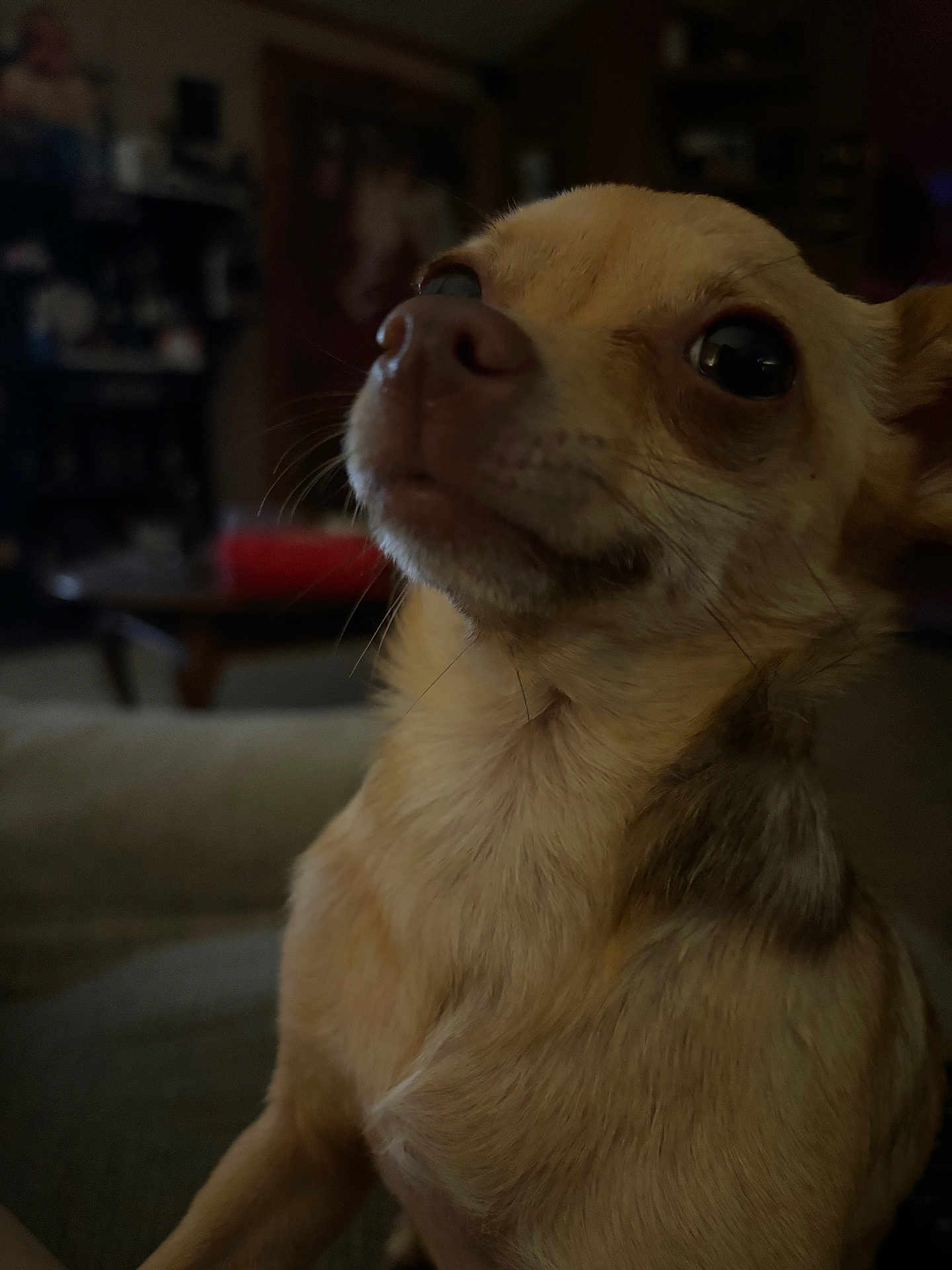 Heidi