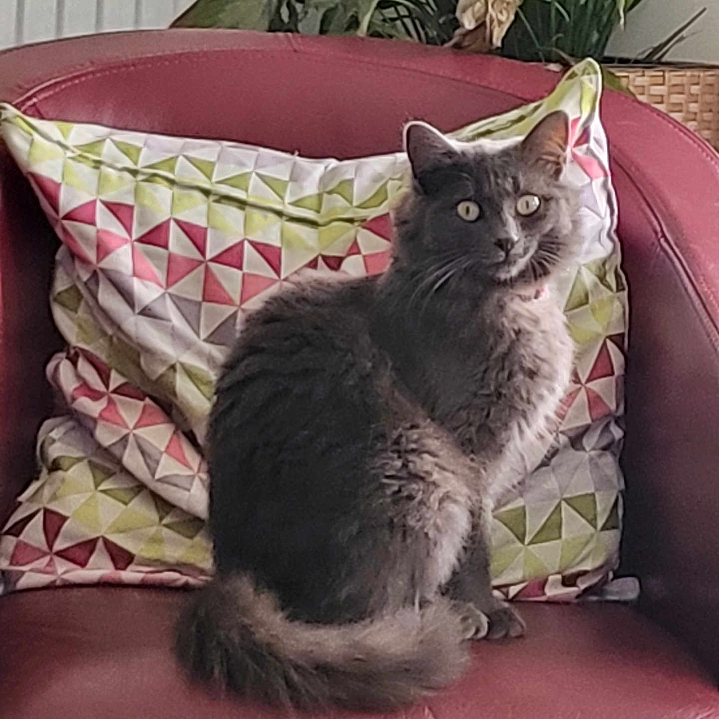 Ruby participe au concours pour gagner de l'argent avec cette photo : cat, gray_cat, fluffy, pet, animal, chair, red_leather, cushion, patterned_cushion, indoor, plant, green_plant, furniture, cozy, sitting, wide_eyes, looking, domestic_cat, fur, relaxed