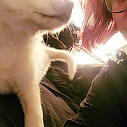 Everest is registered to the contest to win money with this photo: dog, white_dog, pet, person, glasses, red_hair, indoor, bed, blanket, curious, close_up, portrait, warm_light, cozy, human, animal, companion, friendship, furry, relaxation