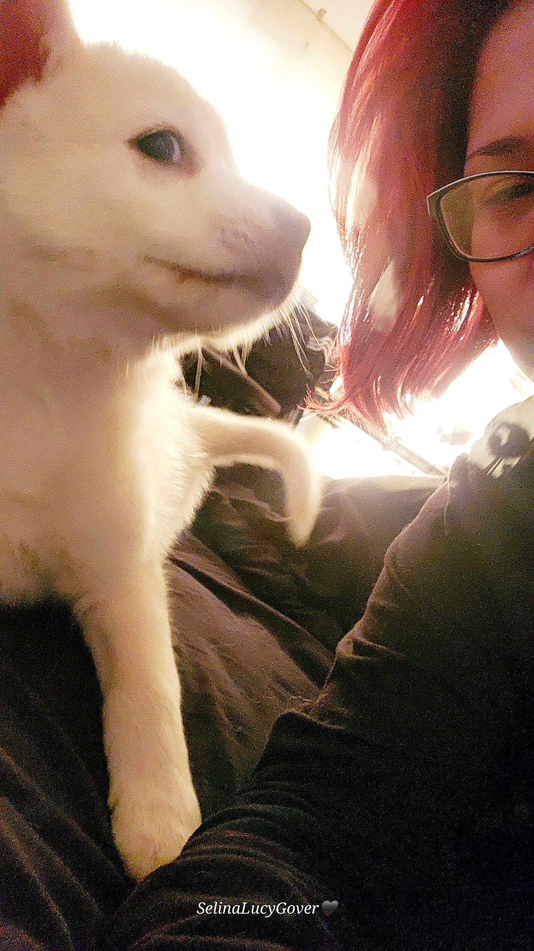 Everest is registered to the contest to win money with this photo: dog, white_dog, pet, person, glasses, red_hair, indoor, bed, blanket, curious, close_up, portrait, warm_light, cozy, human, animal, companion, friendship, furry, relaxation