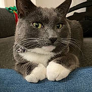 Meela joined the competition — help win amazing prizes! animal, cat, closeup, collar, comfortable, couch, cute, denim, domestic_cat, feline, fur, green_eyes, grey_cat, indoor, paws, pet, portrait, relaxed, whiskers, white_paws