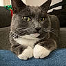 animal, cat, closeup, collar, comfortable, couch, cute, denim, domestic_cat, feline, fur, green_eyes, grey_cat, indoor, paws, pet, portrait, relaxed, whiskers, white_paws