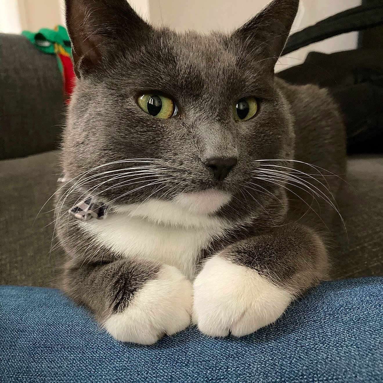 Meela joined the competition — help win amazing prizes! animal, cat, closeup, collar, comfortable, couch, cute, denim, domestic_cat, feline, fur, green_eyes, grey_cat, indoor, paws, pet, portrait, relaxed, whiskers, white_paws