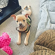 Mr Spin Cycle is registered to the contest to win money with this photo: puppy, dog, pet, camo_vest, collar, pink_toy, plush_toy, carpet, sofa, dog_bed, sitting, indoor, living_room, paws, cute, looking_at_camera, furniture, shelf, blanket, relaxed