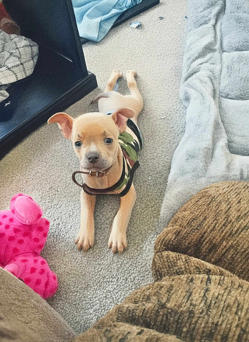 Mr Spin Cycle is registered to the contest to win money with this photo: puppy, dog, pet, camo_vest, collar, pink_toy, plush_toy, carpet, sofa, dog_bed, sitting, indoor, living_room, paws, cute, looking_at_camera, furniture, shelf, blanket, relaxed