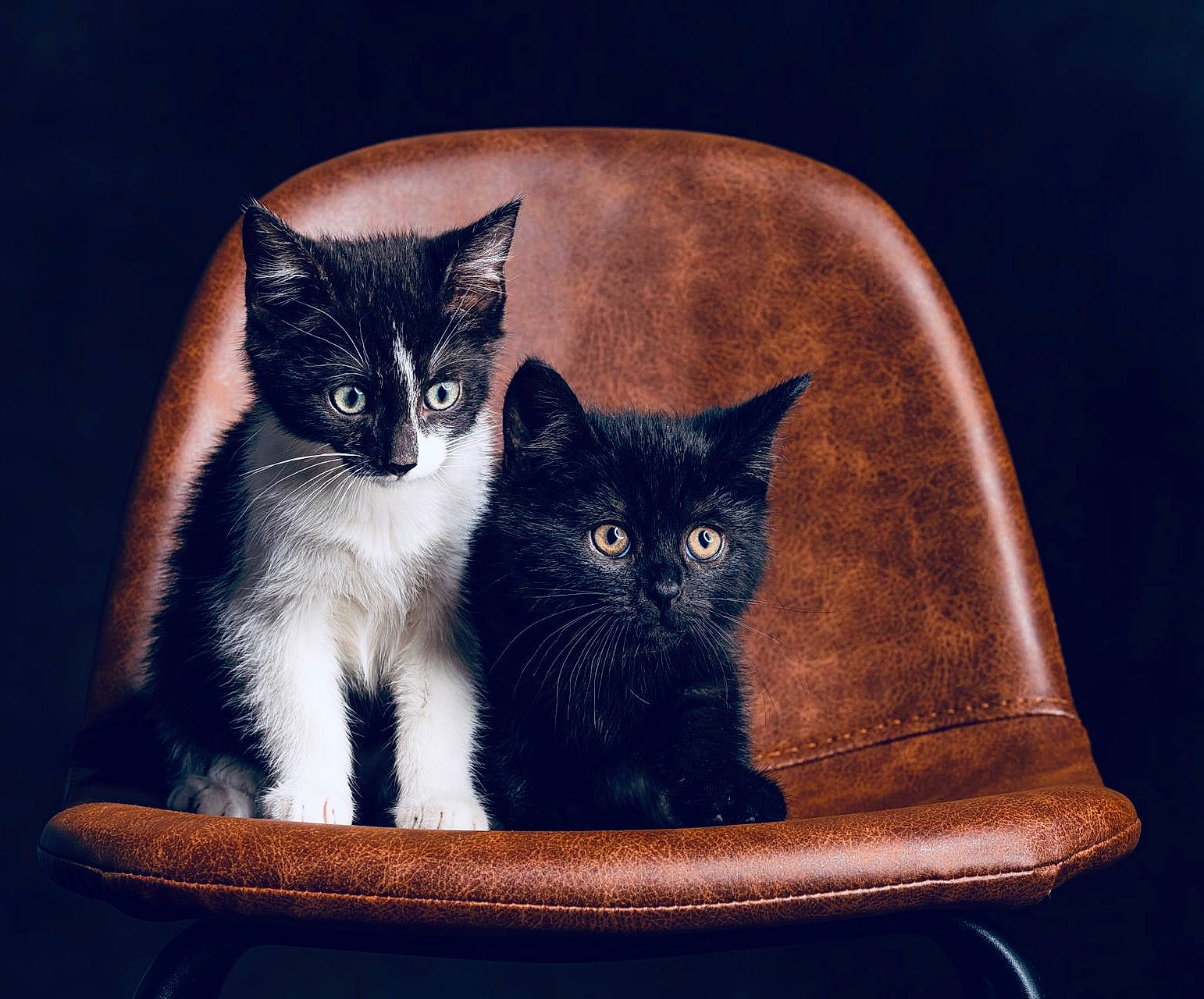 Ramses a rejoint le concours — aidez-le/la à gagner de superbes lots ! black_cat, carnivore, cat, cat_furniture, cat_supply, chair, comfort, domestic_short_haired_cat, felidae, fur, grey, paw, pet_supply, photo_caption, sitting, small_to_medium_sized_cats, snout, tail, whiskers, window