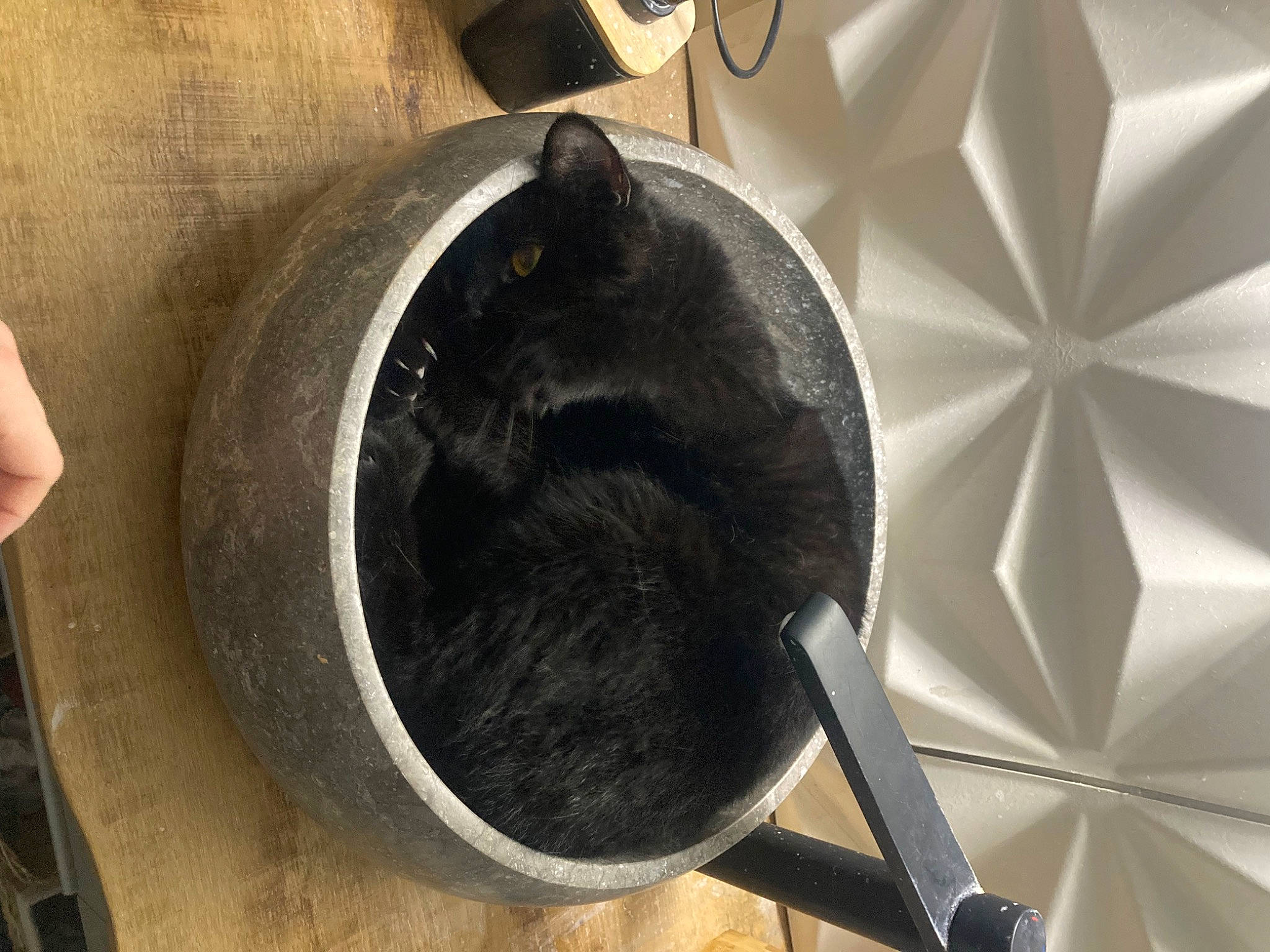 Ramses a rejoint le concours — aidez-le/la à gagner de superbes lots ! art, audio_equipment, automotive_tire, black_cat, carnivore, cat, dog_breed, domestic_short_haired_cat, fashion_accessory, felidae, flooring, fur, metal, small_to_medium_sized_cats, tail, terrestrial_animal, tints_and_shades, triangle, whiskers, working_animal