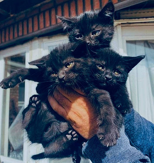 Ramses participe au concours pour gagner de l'argent avec cette photo : black_cat, carnivore, cat, claw, cloud, comfort, domestic_short_haired_cat, ear, electric_blue, felidae, fur, gesture, happy, mammal, plant, small_to_medium_sized_cats, snout, tail, whiskers, window