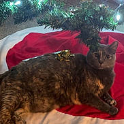 Izzie joined the competition — help win amazing prizes! cat, christmas_tree, tree_skirt, holiday, bow, pet, indoor, carpet, festive, decorations, lights, relaxed, cute, feline, animal, celebration, cozy, greenery, ornaments, christmas_lights
