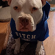 Soda joined the competition — help win amazing prizes! dog, white_dog, hoodie, blue_hoodie, pet, indoor, wooden_floor, cushion, bench, furniture, animal, canine, portrait, sitting, looking_at_camera, ears, paws, face, expression, domestic