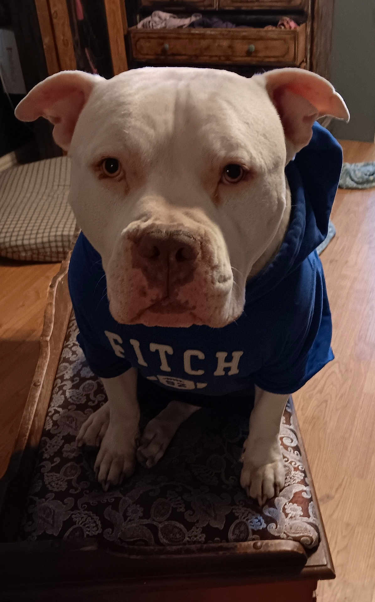 Soda joined the competition — help win amazing prizes! dog, white_dog, hoodie, blue_hoodie, pet, indoor, wooden_floor, cushion, bench, furniture, animal, canine, portrait, sitting, looking_at_camera, ears, paws, face, expression, domestic