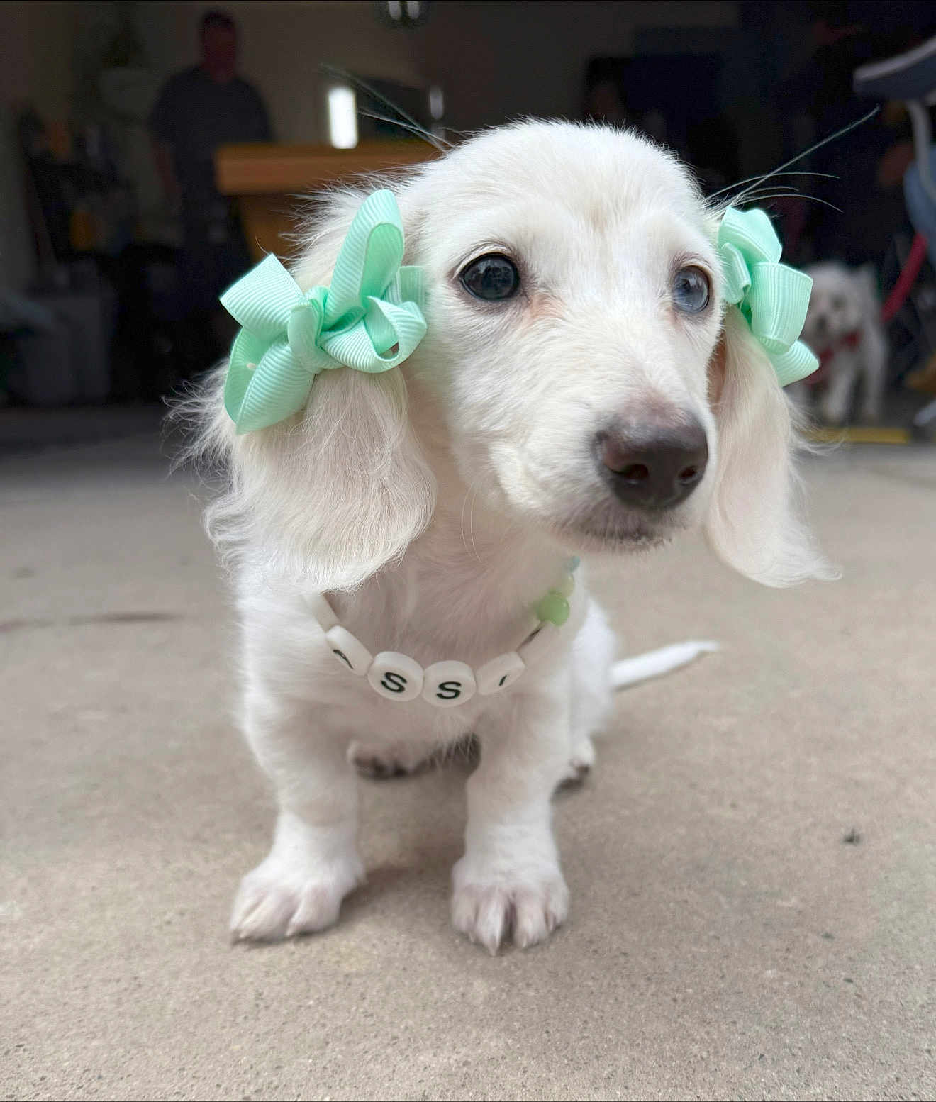 Cassie Lou