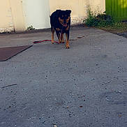 Lilou a rejoint le concours — aidez-le/la à gagner de superbes lots ! dog, animal, outdoor, concrete, building, door, gate, leash, sunlight, shadow, plant, grass, tongue_out, walking, pet, friendly, beige_wall, green_gate, sidewalk, daytime