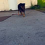 dog, animal, outdoor, concrete, building, door, gate, leash, sunlight, shadow, plant, grass, tongue_out, walking, pet, friendly, beige_wall, green_gate, sidewalk, daytime