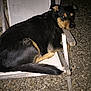 dog, black_dog, tan_markings, wooden_chair, outdoor, night, gravel, pet, animal, resting, looking_back, canine, seat, relaxed, furniture, companion, domestic_animal, paw, tail, head