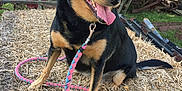 Lilou participe au concours pour gagner de l'argent avec cette photo : dog, animal, leash, straw, outdoor, farm, tree, grass, tongue, happy, black_and_tan, pet, sitting, ears, snout, nature, rural, equipment, sunlight, canine