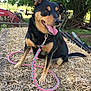 dog, animal, leash, straw, outdoor, farm, tree, grass, tongue, happy, black_and_tan, pet, sitting, ears, snout, nature, rural, equipment, sunlight, canine