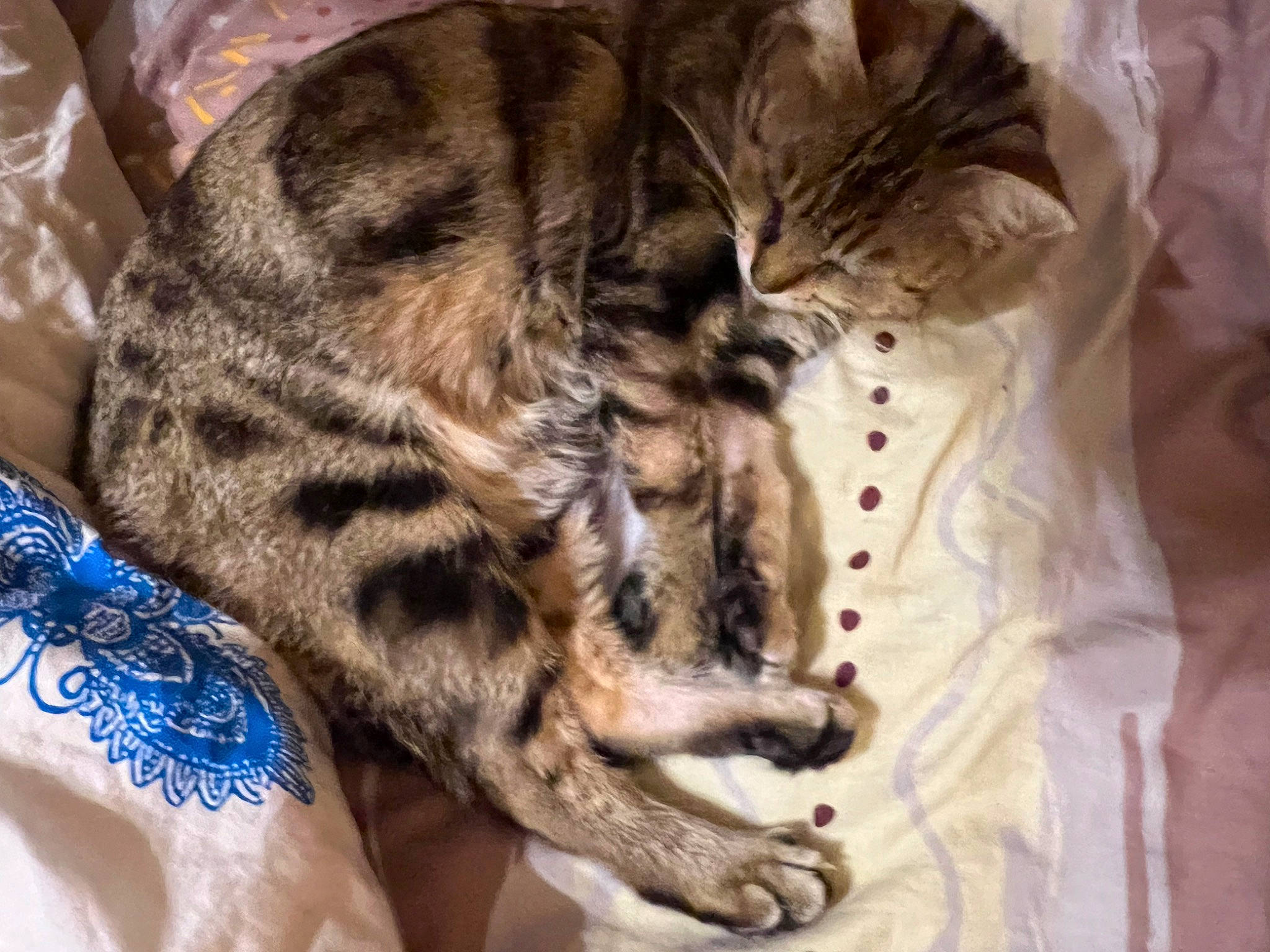 Mistinguette participe au concours pour gagner de l'argent avec cette photo : bed, carnivore, cat, cat_bed, claw, comfort, domestic_short_haired_cat, fawn, felidae, foot, fur, nap, pattern, paw, sleep, small_to_medium_sized_cats, snout, tail, terrestrial_animal, whiskers