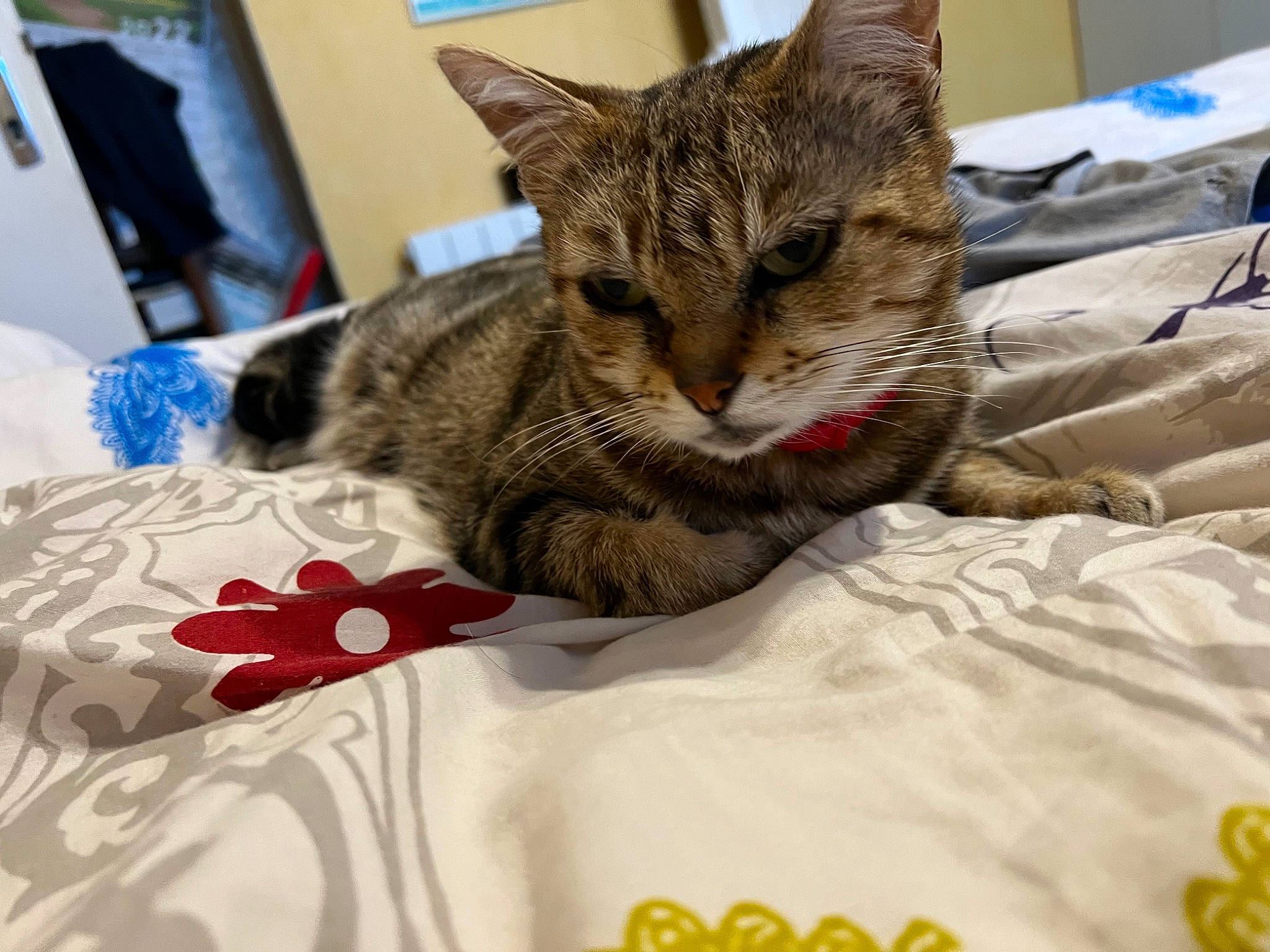 Mistinguette a rejoint le concours — aidez-le/la à gagner de superbes lots ! bed, bed_sheet, bedding, carnivore, cat, cat_supply, claw, comfort, domestic_short_haired_cat, duvet, felidae, fur, linens, pattern, paw, small_to_medium_sized_cats, snout, textile, tree, whiskers