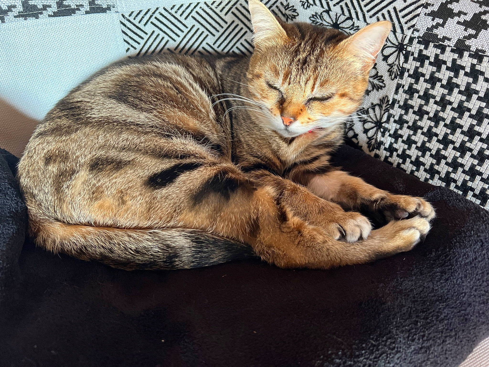 Mistinguette participe au concours pour gagner de l'argent avec cette photo : carnivore, cat, claw, comfort, couch, domestic_short_haired_cat, fawn, felidae, foot, fur, leg, linens, paw, sitting, small_to_medium_sized_cats, snout, tail, terrestrial_animal, tree, whiskers