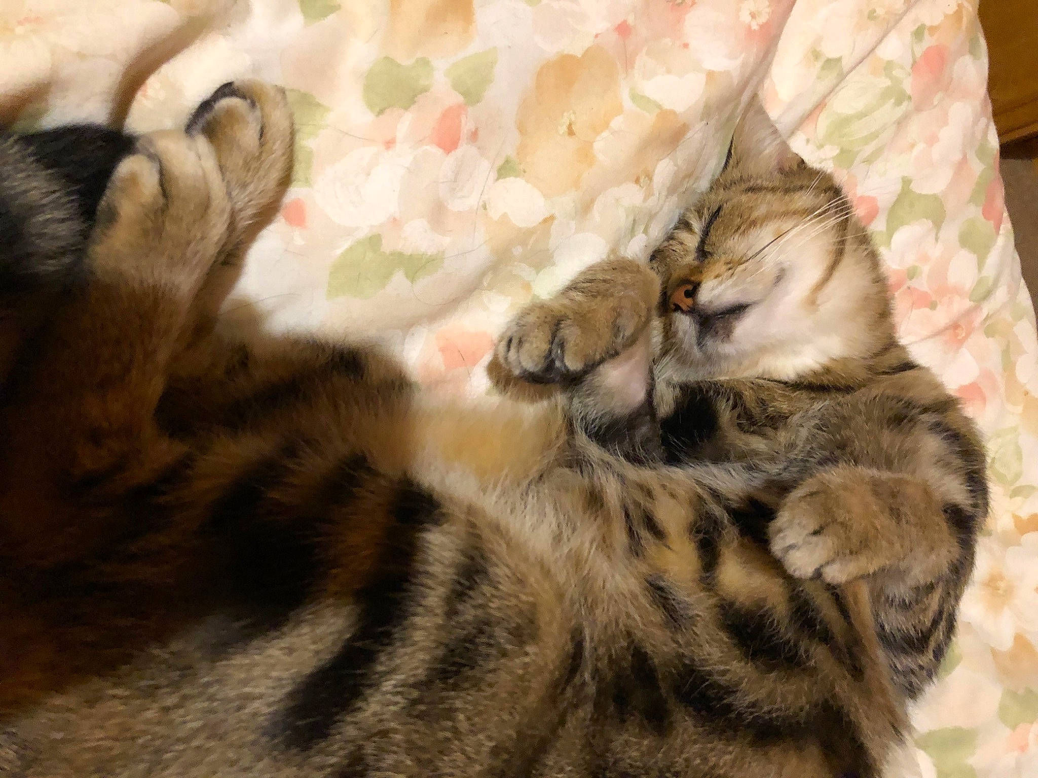 Mistinguette a rejoint le concours — aidez-le/la à gagner de superbes lots ! carnivore, cat, claw, comfort, couch, domestic_short_haired_cat, fawn, felidae, fur, linens, nap, paw, sleep, small_to_medium_sized_cats, snout, tail, terrestrial_animal, vertebrate, whiskers, wildlife