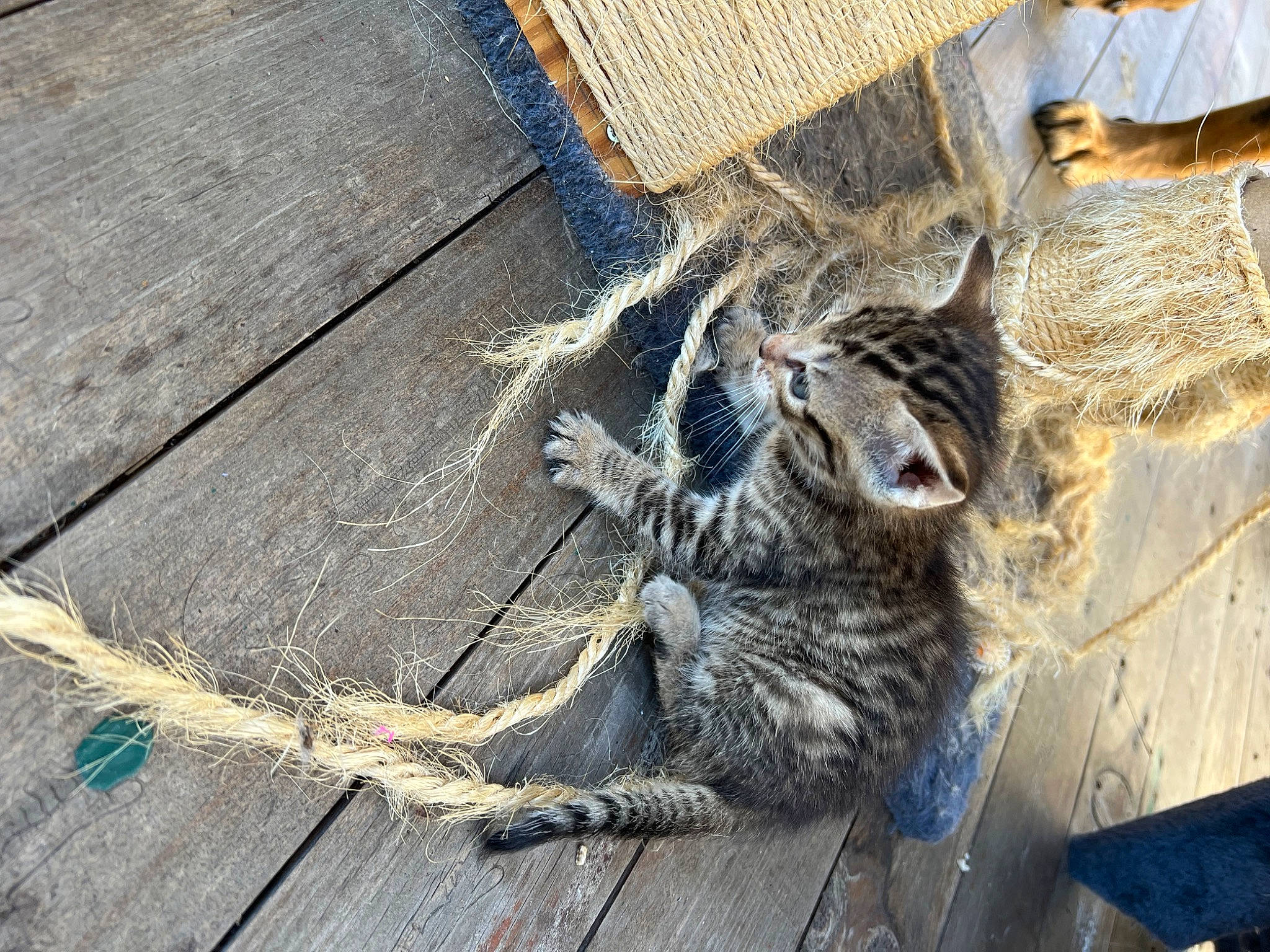 Peureuse participe au concours pour gagner de l'argent avec cette photo : beak, bird_of_prey, claw, composite_material, domestic_short_haired_cat, felidae, fur, grey, hardwood, rope, small_to_medium_sized_cats, tail, terrestrial_animal, twig, whiskers, wood