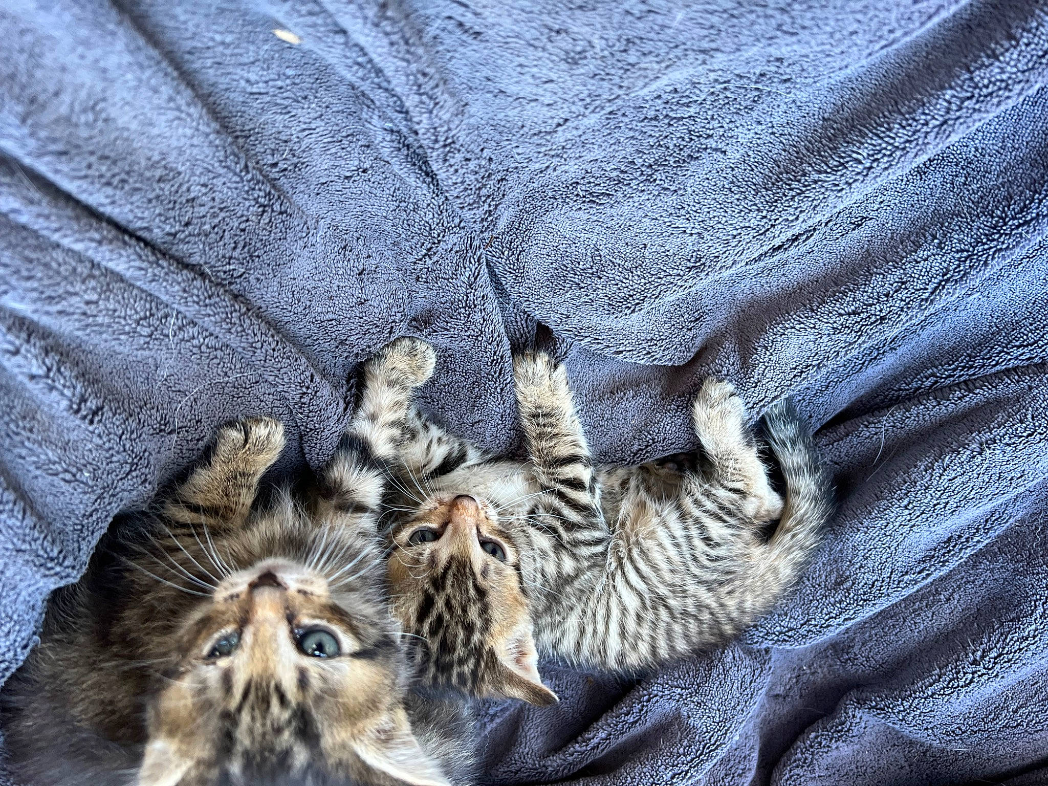 Peureuse participe au concours pour gagner de l'argent avec cette photo : bengal_tiger, big_cats, carnivore, close_up, comfort, denim, dress, electric_blue, fawn, felidae, grey, siberian_tiger, sleeve, small_to_medium_sized_cats, terrestrial_animal, textile, tiger, tree, trunk, whiskers